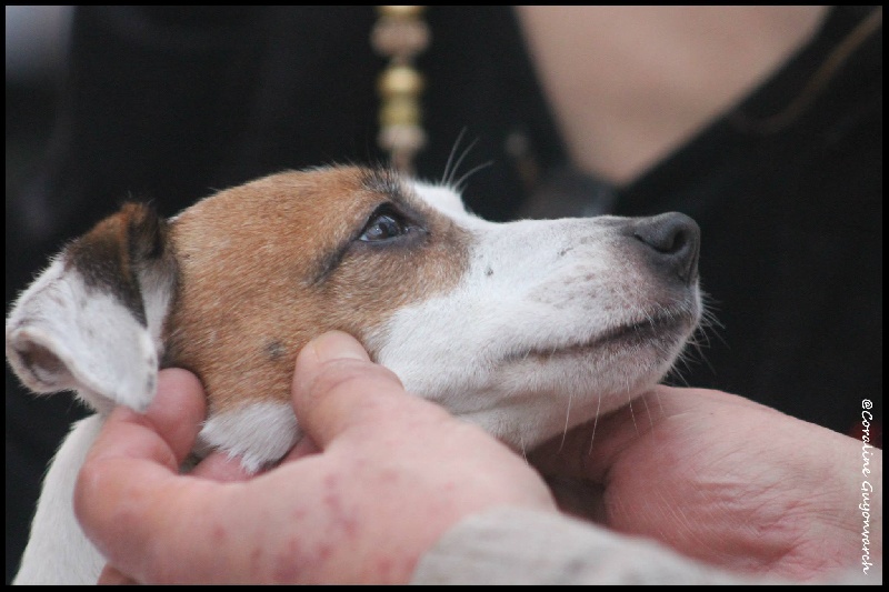 Etoile Des elucines - 1er Excellent classe ouverte CACIB CACS