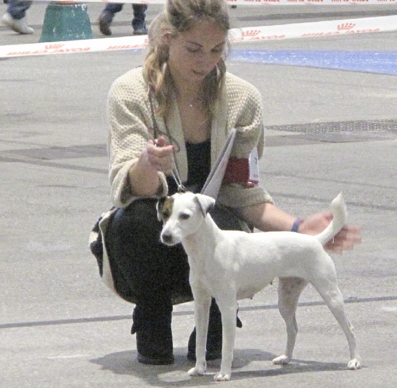 Etoile Des elucines - 1er Excellent classe ouverte CACS