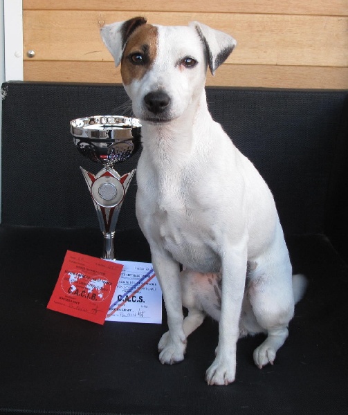 Etoile Des elucines - 1er Excellent classe ouverte CACS CACIB