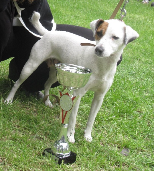 Etoile Des elucines - 1er Excellent classe ouverte CACS Meilleur de race