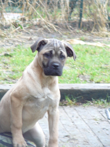 Fidgi de l'Empire Maya