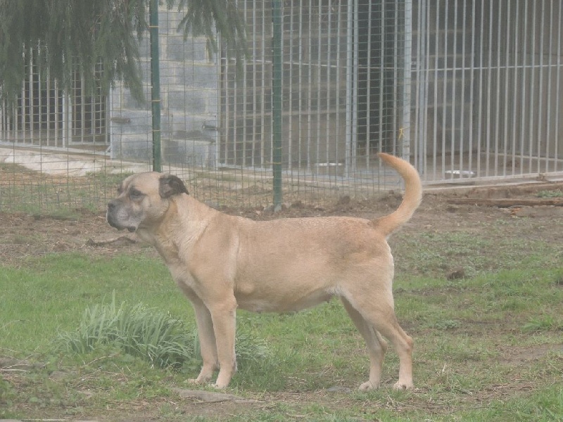 Fidgi de l'Empire Maya