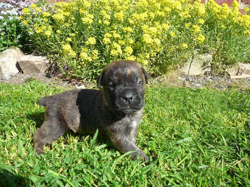 Eryos de l'Empire Maya