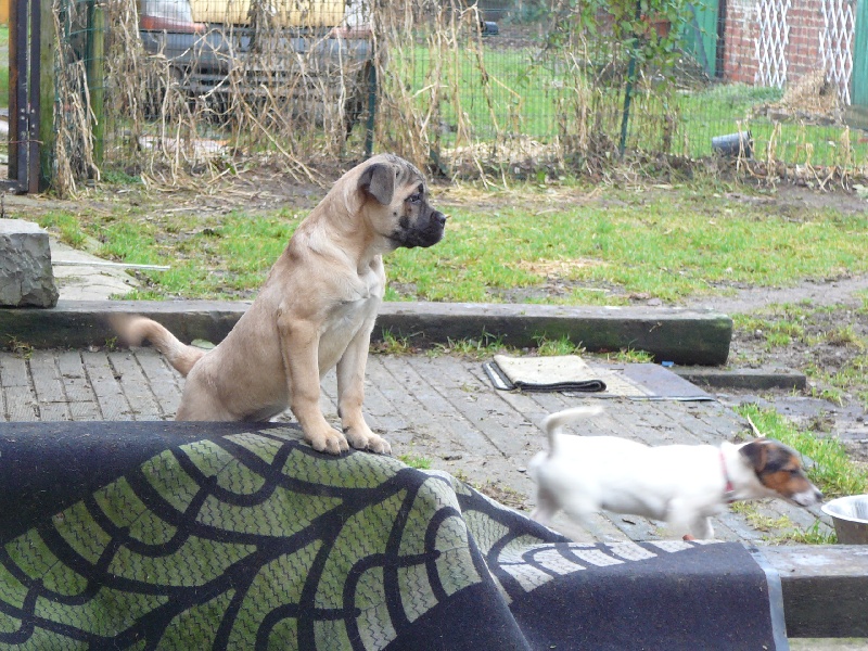 Fidgi de l'Empire Maya