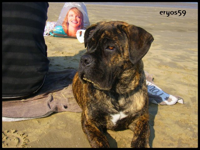 Eryos de l'Empire Maya