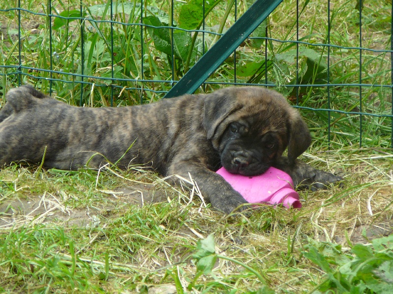 Eryos de l'Empire Maya