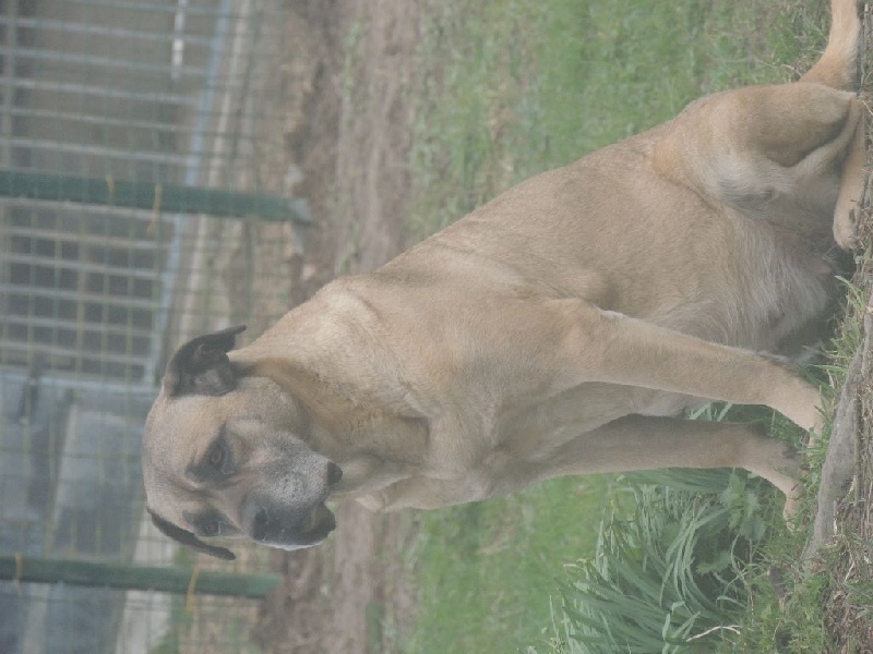 Fidgi de l'Empire Maya