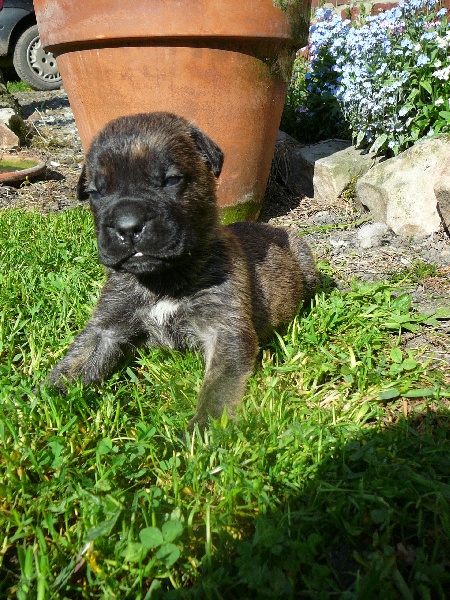 Eryos de l'Empire Maya