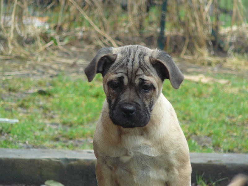 Fidgi de l'Empire Maya