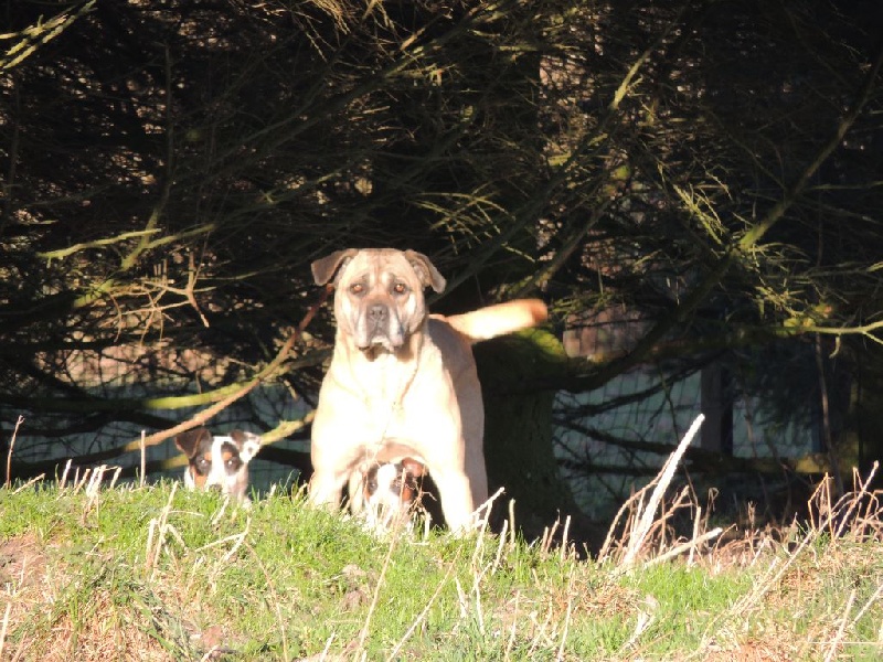 Fidgi de l'Empire Maya