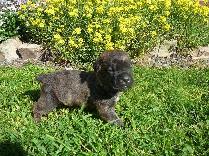 Eryos de l'Empire Maya