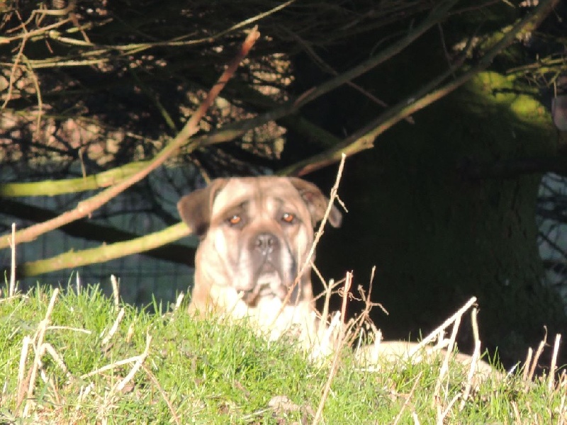 Fidgi de l'Empire Maya