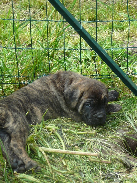 Eryos de l'Empire Maya