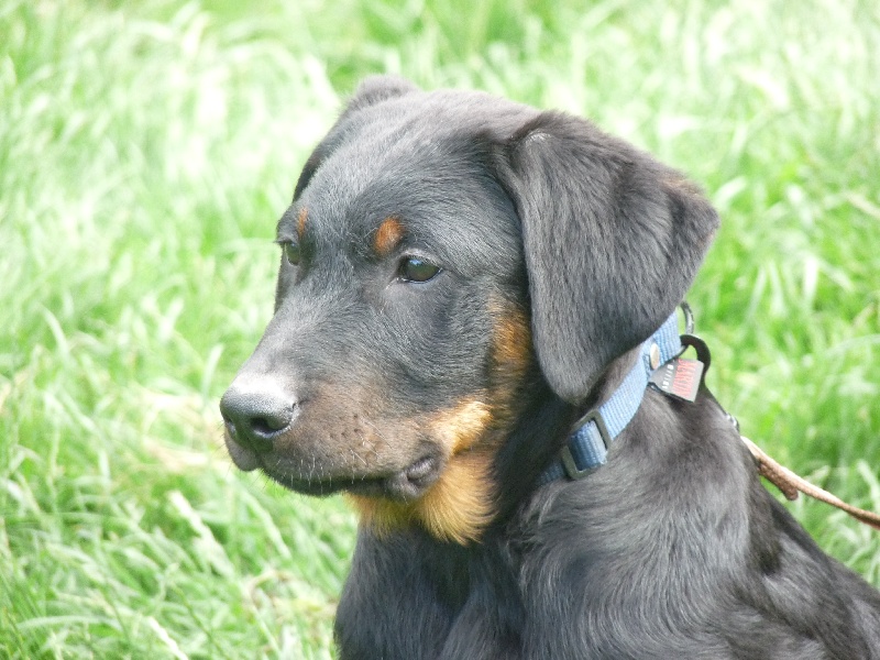 Falko du royaume Dugozana