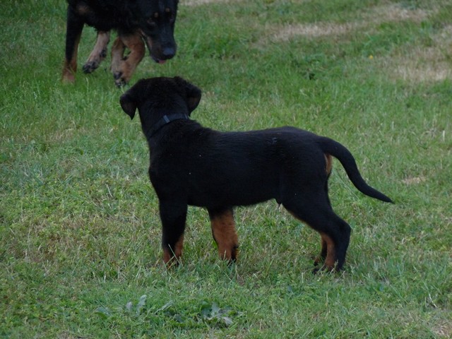 Falko du royaume Dugozana