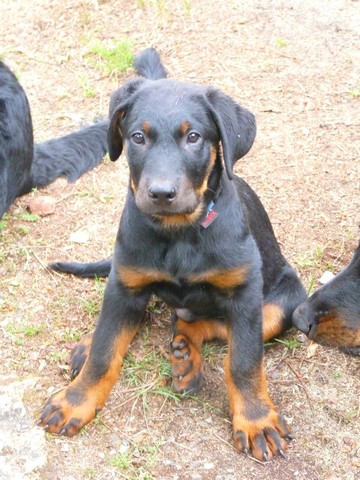 Falko du royaume Dugozana