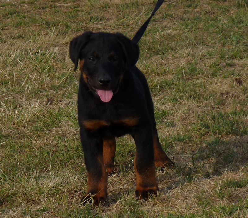 Falko du royaume Dugozana