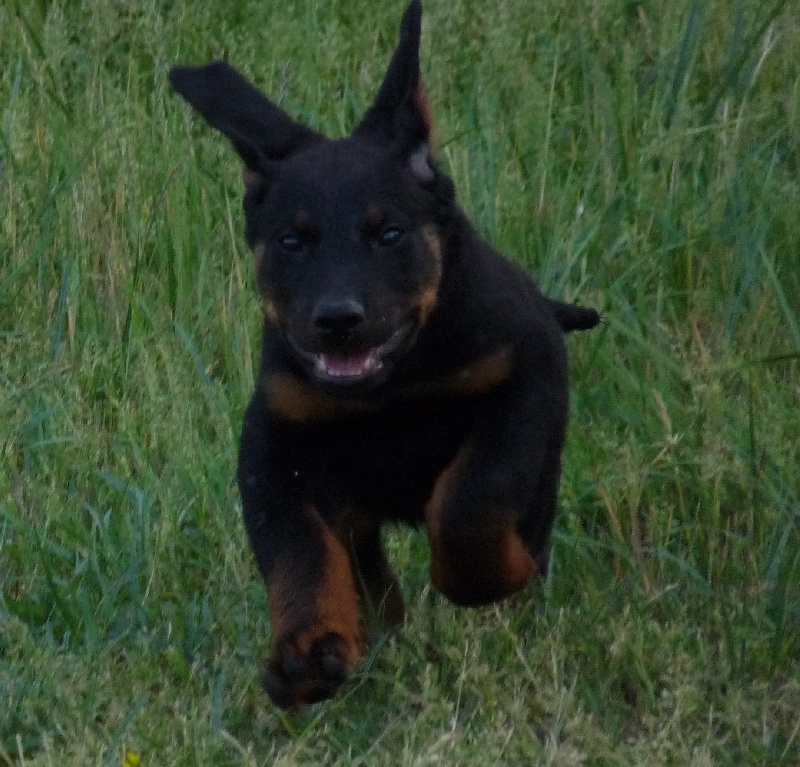 Falko du royaume Dugozana