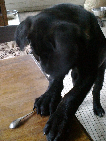 Gama du Temple des Brumes