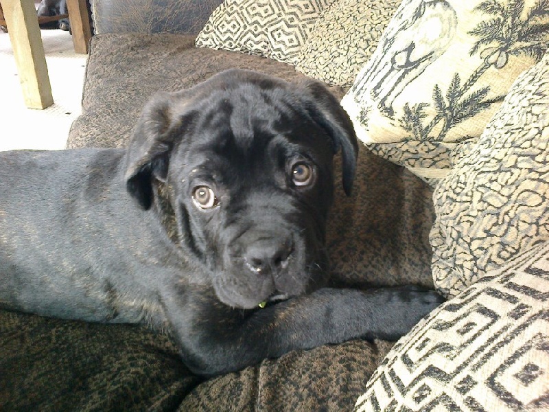 Gama du Temple des Brumes