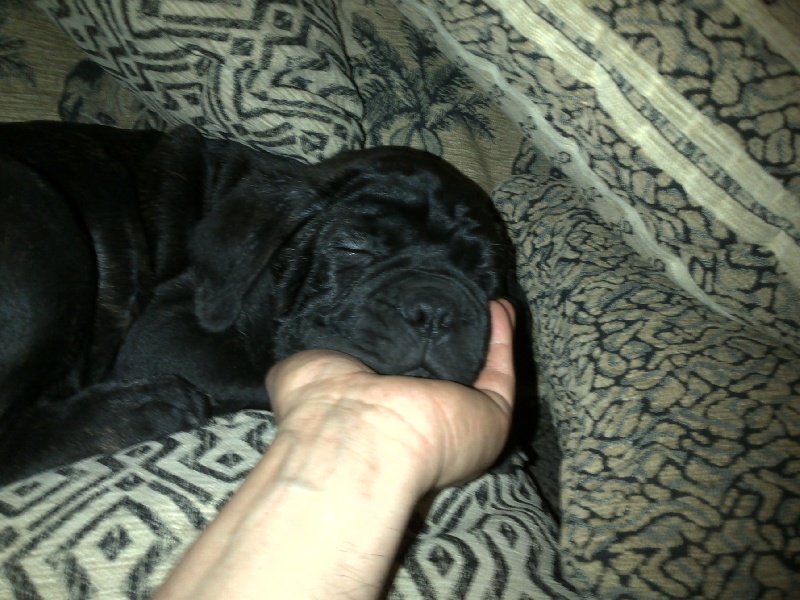 Gama du Temple des Brumes