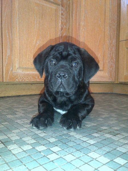 Gama du Temple des Brumes