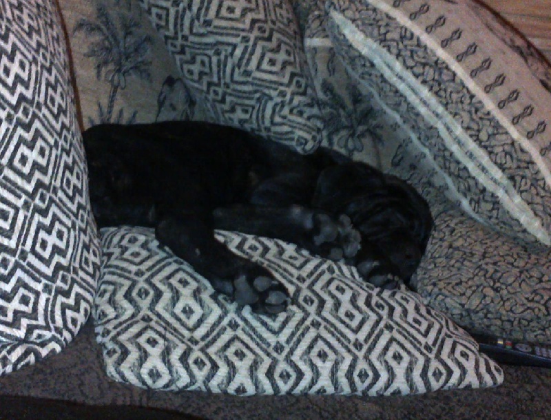 Gama du Temple des Brumes