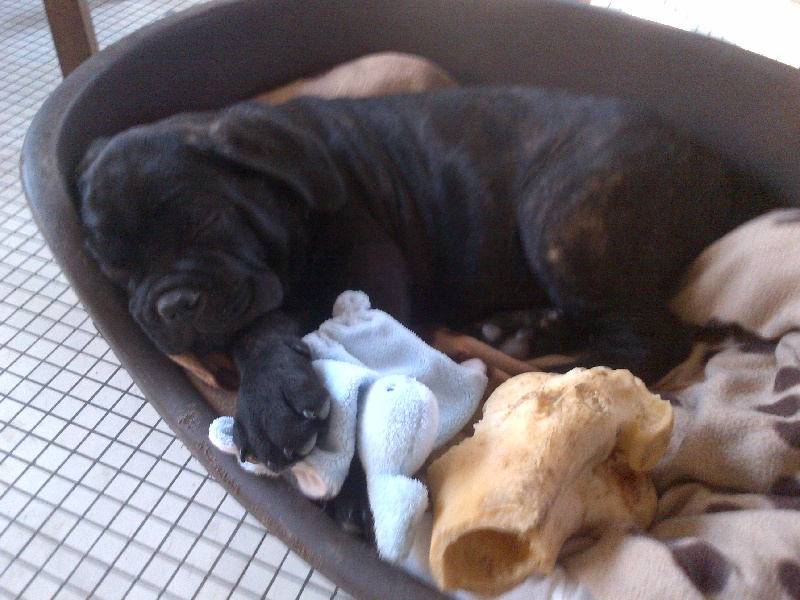 Gama du Temple des Brumes