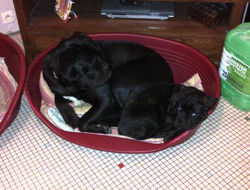 Gama du Temple des Brumes