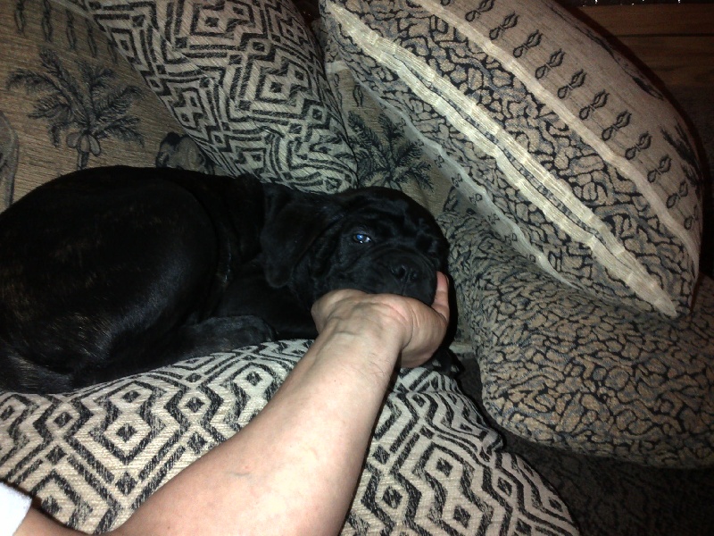 Gama du Temple des Brumes