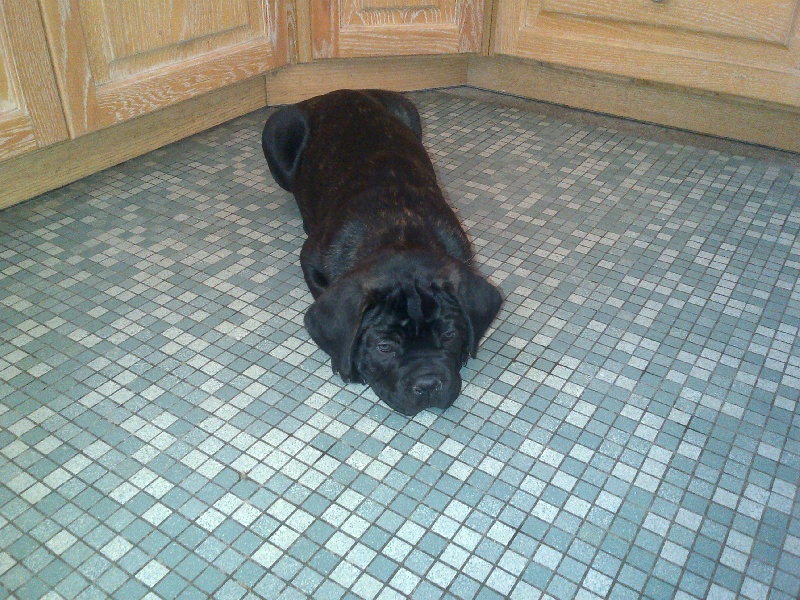 Gama du Temple des Brumes