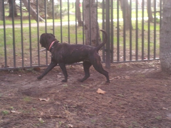 Accueil Elevage Du Temple Des Brumes Eleveur De Chiens
