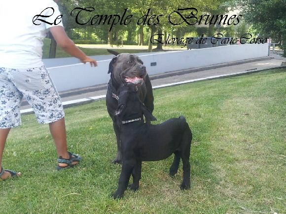 Accueil Elevage Du Temple Des Brumes Eleveur De Chiens