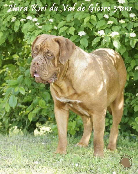 Publication : du val de gloire Auteur : K.Vernanchet