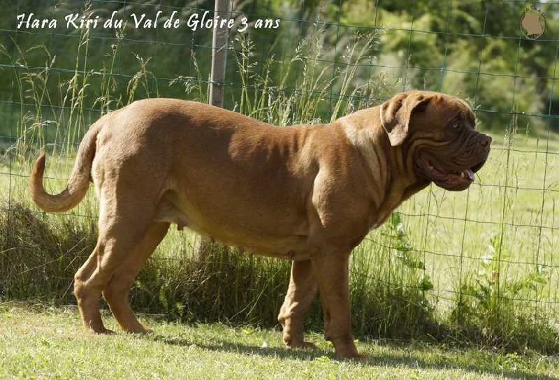 Publication : du val de gloire Auteur : K.Vernanchet