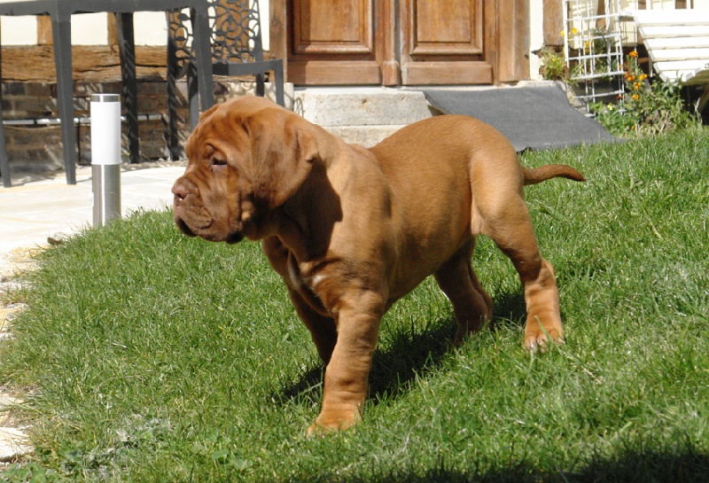 Publication : du val de gloire Auteur : K.Vernanchet