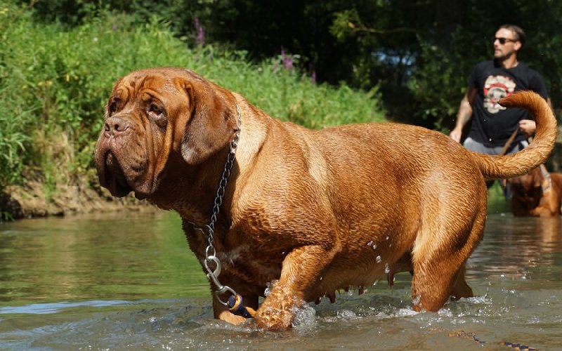 Publication : du val de gloire Auteur : K.Vernanchet