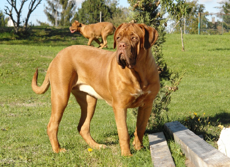 Publication : du val de gloire Auteur : K.Vernanchet