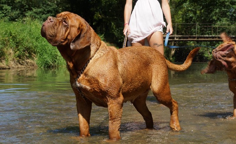 Publication : du val de gloire Auteur : K.Vernanchet