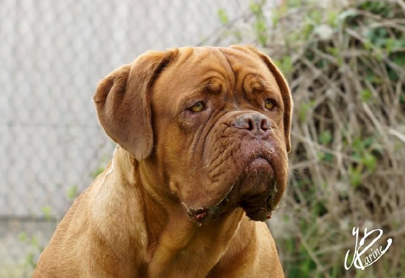 Publication : du val de gloire Auteur : K.Vernanchet