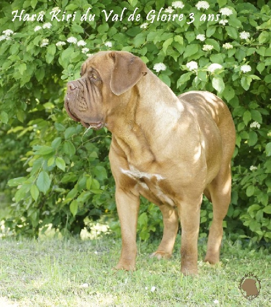 Publication : du val de gloire Auteur : K.Vernanchet