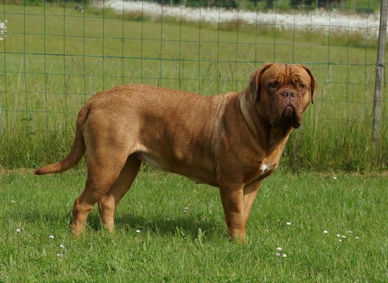 Publication : du val de gloire Auteur : K.Vernanchet