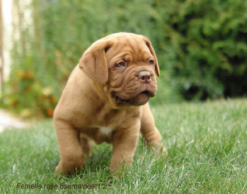 Publication : du val de gloire Auteur : K.Vernanchet