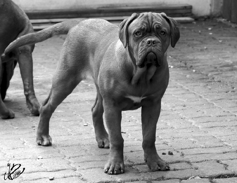 Publication : du val de gloire Auteur : K.Vernanchet