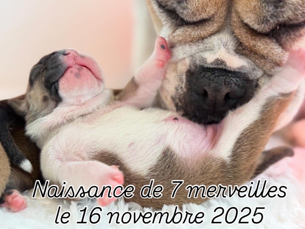 Bulldog continental - du val de gloire