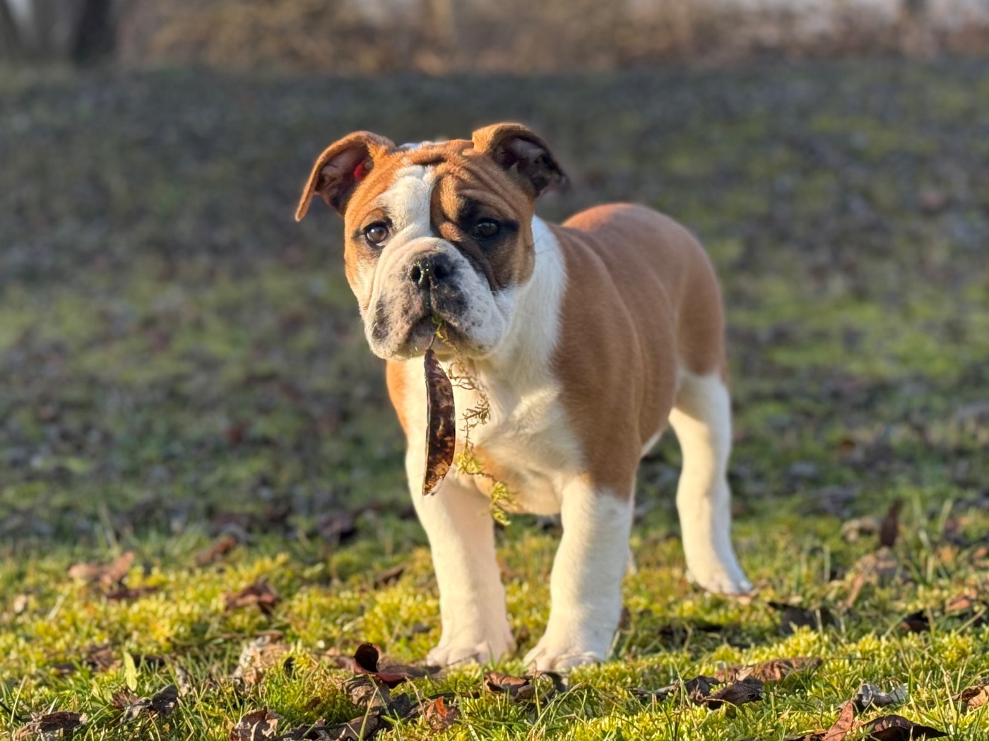Anya du Val de gloire (Collier rouge)