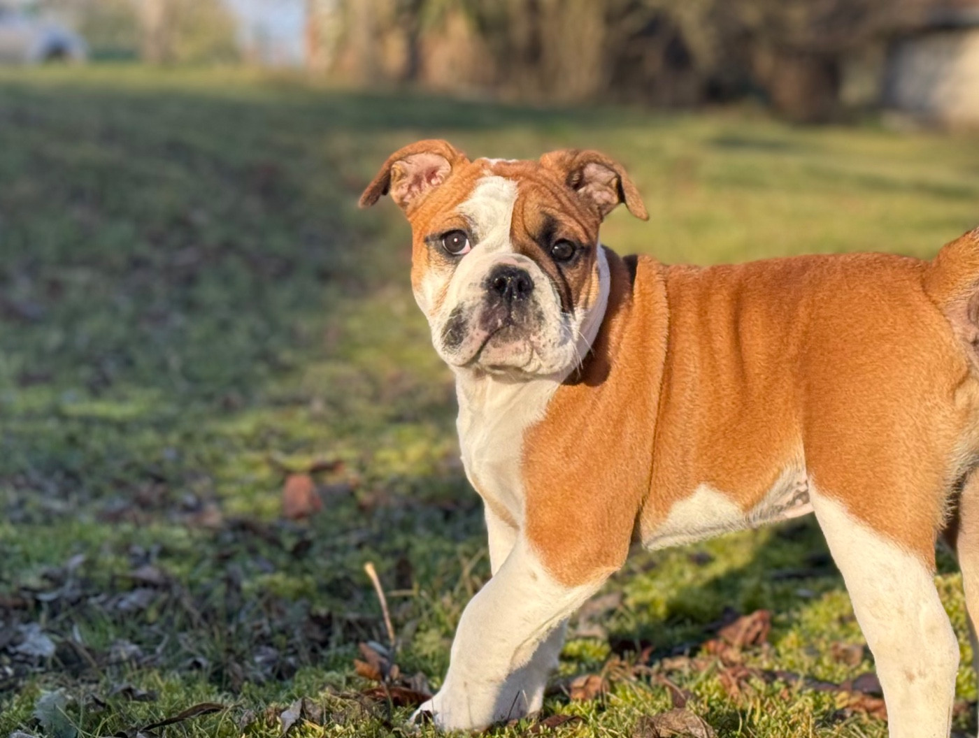 Anya du Val de gloire (Collier rouge)