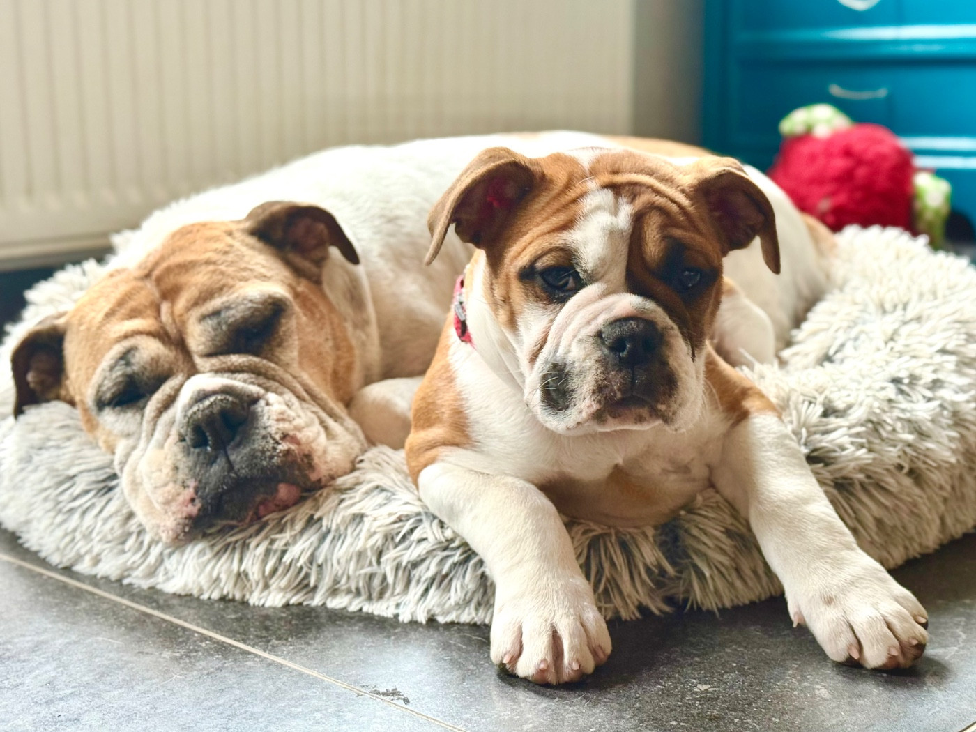 Anya du Val de gloire (Collier rouge)