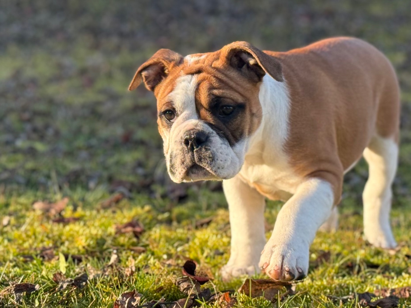Anya du Val de gloire (Collier rouge)