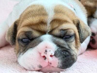 Les chiots de Bulldog continental